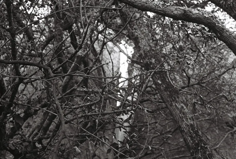 35mm landscape photograph by Alex Daniels