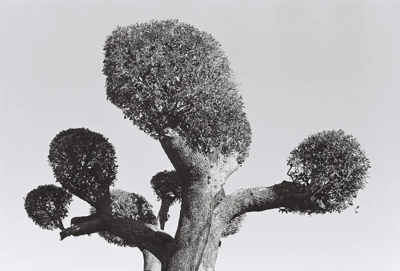 35mm landscape photograph by Alex Daniels